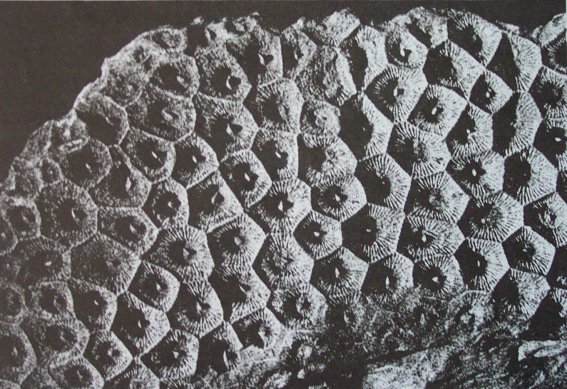 Fossilized Coral from above the Arctic Circle