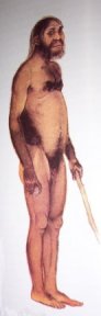 Homo Habilis