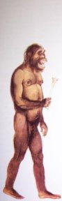 Australopithecus