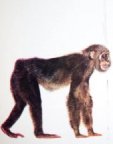 Common Ancestor